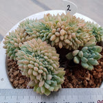 PRESALE Echeveria Chrissy and Ryan Cristata, (Random)