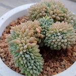 PRESALE Echeveria Chrissy and Ryan Cristata, (Random)