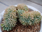 PRESALE Echeveria Chrissy and Ryan Cristata, (Random)