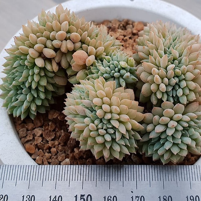 PRESALE Echeveria Chrissy and Ryan Cristata, (Random)