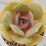 PRESALE Echeveria Lolita, (Random)