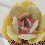 PRESALE Echeveria Lolita, (Random)