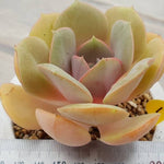 PRESALE Echeveria Lolita, (Random)