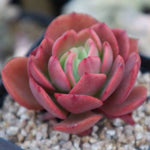 PRESALE Echeveria Jyulia, (Not so Random)