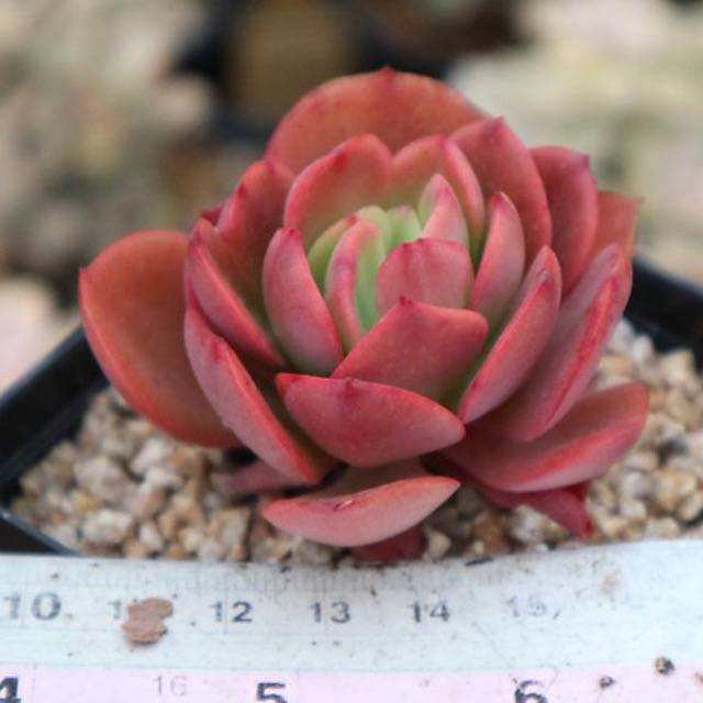 PRESALE Echeveria Jyulia, (Not so Random)