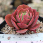 PRESALE Echeveria Jyulia, (Not so Random)