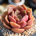 PRESALE Echeveria My Star, (Not so Random)