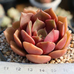 PRESALE Echeveria My Star, (Not so Random)