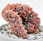 PRESALE Echeveria Chrissy and Ryan Cristata, (Random)