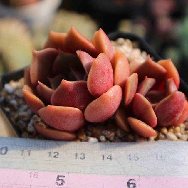 PRESALE Echeveria My Star, (Not so Random)