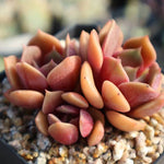 PRESALE Echeveria My Star, (Not so Random)