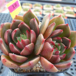 PRESALE Echeveria Ruldoph, (Random)