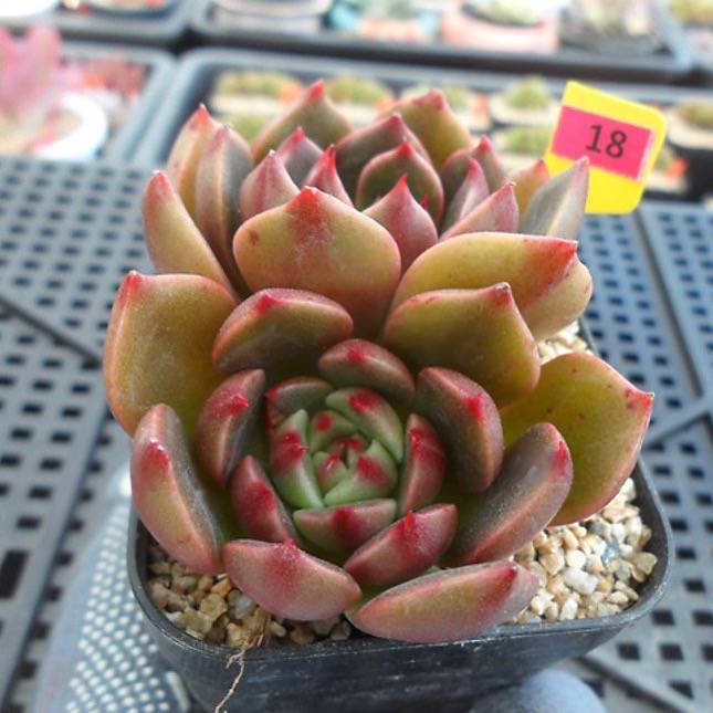 PRESALE Echeveria Ruldoph, (Random)