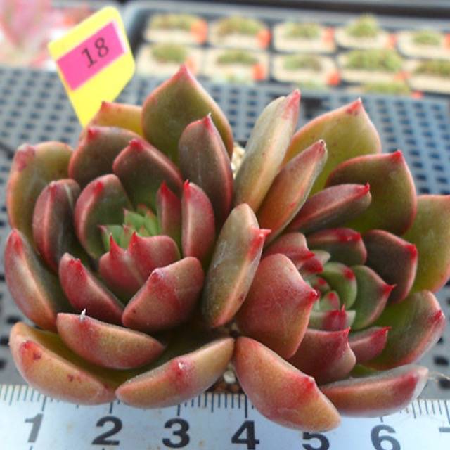 PRESALE Echeveria Ruldoph, (Random)