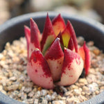 PRESALE Echeveria Agavoides 'Rossia', (Not so Random)