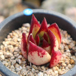 PRESALE Echeveria Agavoides 'Rossia', (Not so Random)