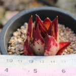 PRESALE Echeveria Agavoides 'Rossia', (Not so Random)