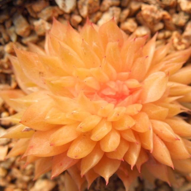 PRESALE Echeveria Agavoides Cristata, (Not so Random)