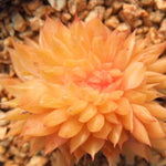 PRESALE Echeveria Agavoides Cristata, (Not so Random)