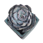 SALE! Echeveria Strictiflora v Nova