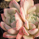 PRESALE Echeveria SP, Double, (Not so Random)