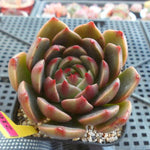 PRESALE Echeveria Ruldoph, (Random)