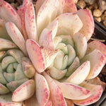 PRESALE Echeveria SP, Double, (Not so Random)