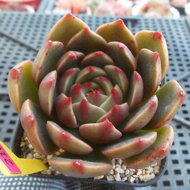 PRESALE Echeveria Ruldoph, (Random)