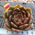 PRESALE Echeveria Ruldoph, (Random)