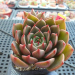 PRESALE Echeveria Ruldoph, (Random)