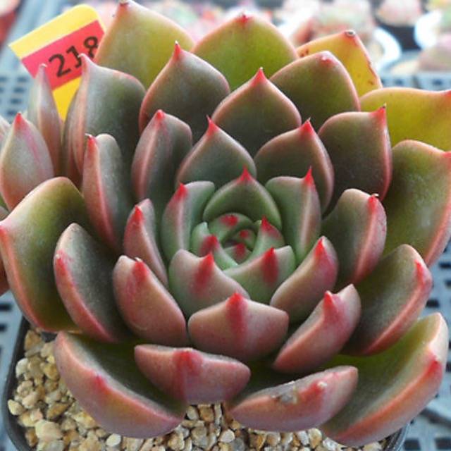 PRESALE Echeveria Ruldoph, (Random)