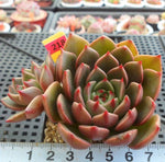 PRESALE Echeveria Ruldoph, (Random)