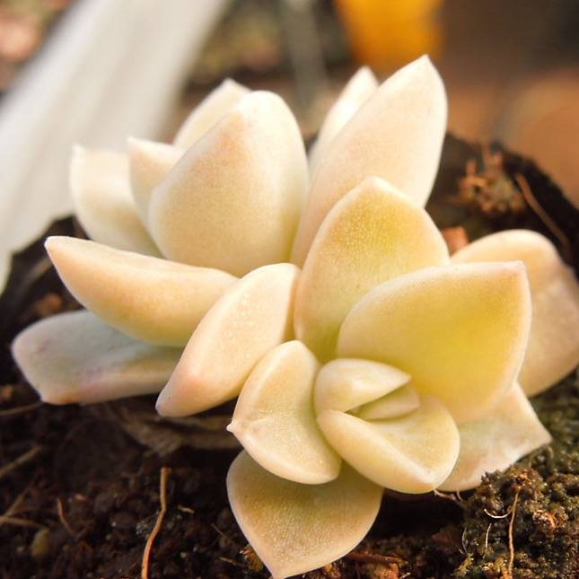 PRESALE Echeveria Harry Watson (Albino?), (Not so Random)