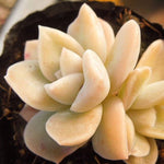 PRESALE Echeveria Harry Watson (Albino?), (Not so Random)