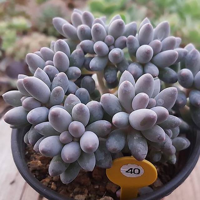 PRESALE Pachyphytum Machucae, (Not so Random)