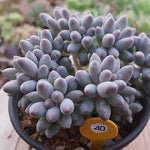 PRESALE Pachyphytum Machucae, (Not so Random)