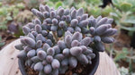 PRESALE Pachyphytum Machucae, (Not so Random)