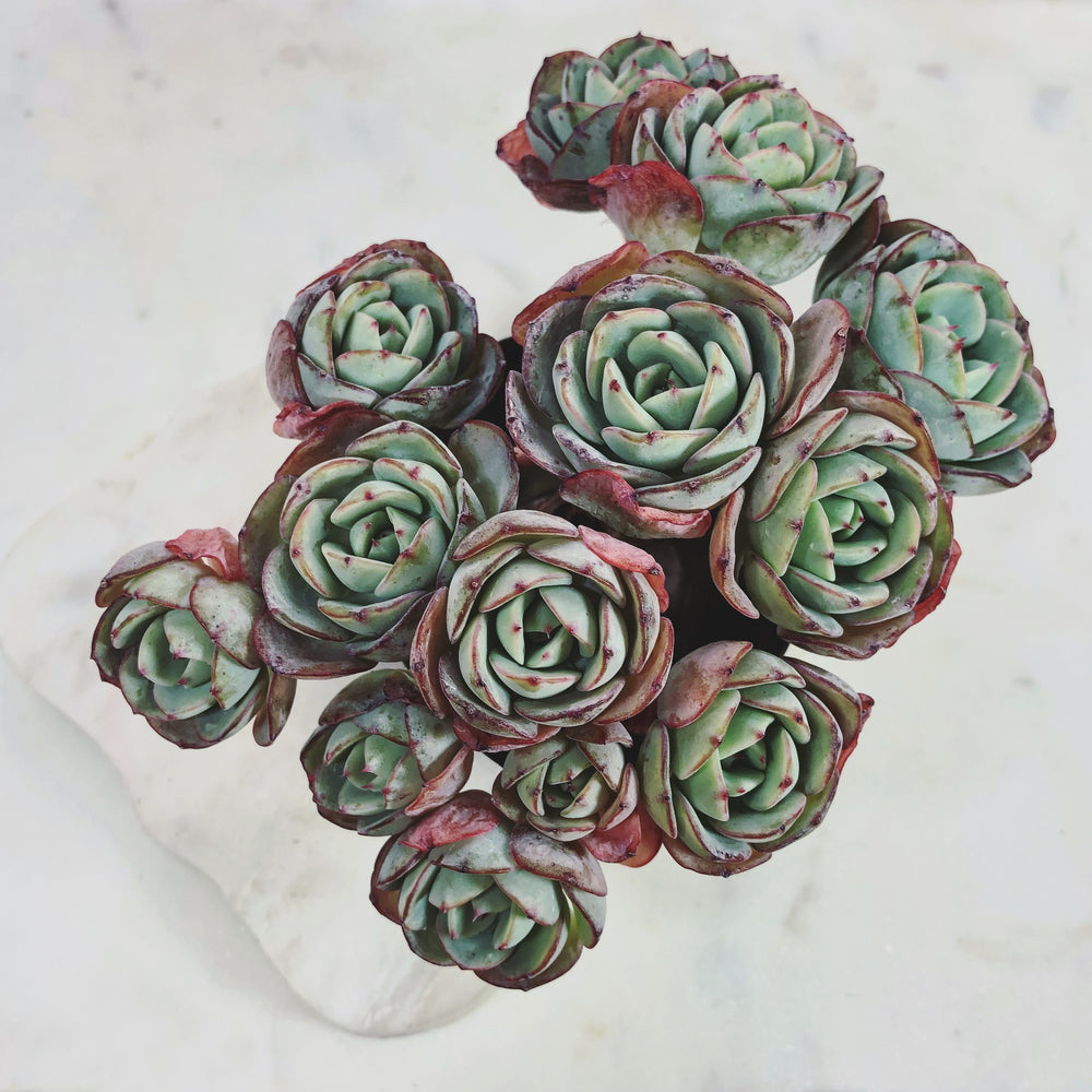 Echeveria Atlantis, Cluster