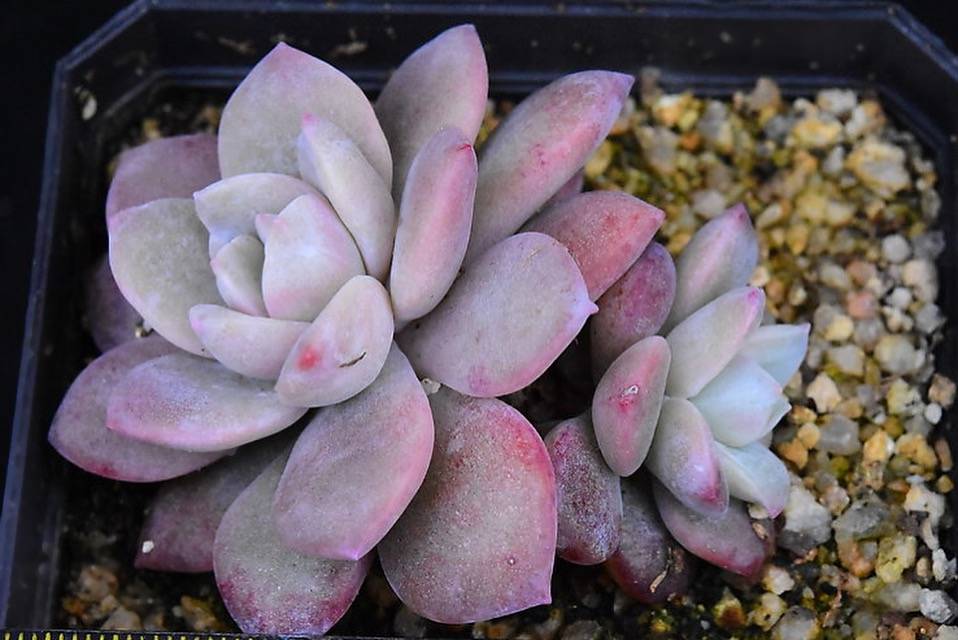PRESALE Echeveria Lauii Hybrid, (Not so Random)