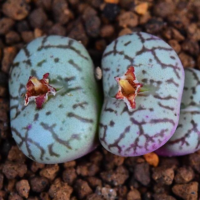 PRESALE Conophytum cv, (Not so Random)