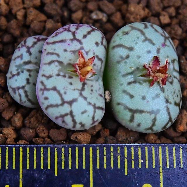 PRESALE Conophytum cv, (Not so Random)