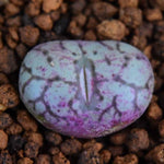 PRESALE Conophytum cv, (Not so Random)