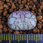 PRESALE Conophytum cv, (Not so Random)