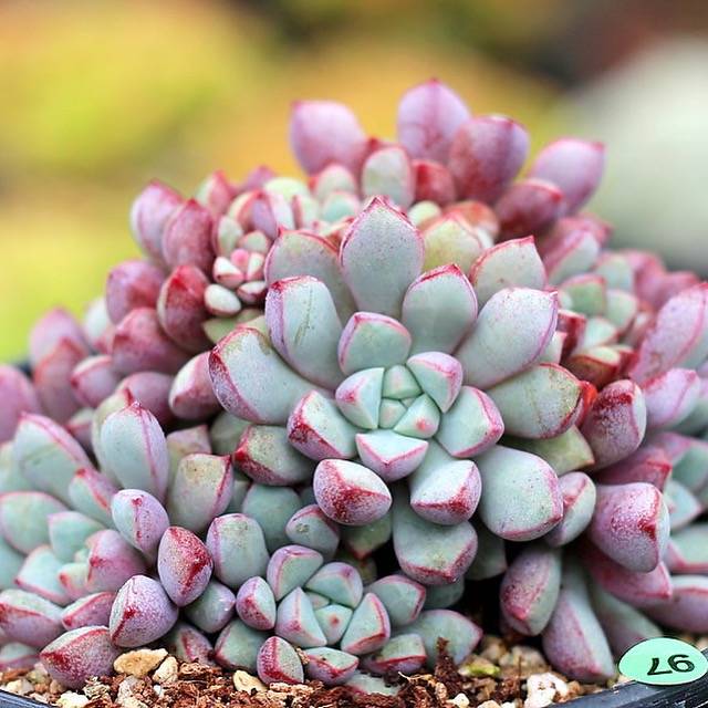 PRESALE Echeveria Subcorymbosa Lau 030, (Random) – Cedar Creek Farmhouse