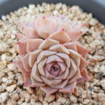 PRESALE Echeveria Helena Double, (Not so Random)