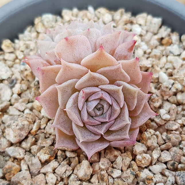 PRESALE Echeveria Helena Double, (Not so Random)