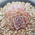 PRESALE Echeveria Helena Double, (Not so Random)