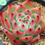 SPECIAL!! JUST CART! PRESALE Echeveria 'Rose Garnet'