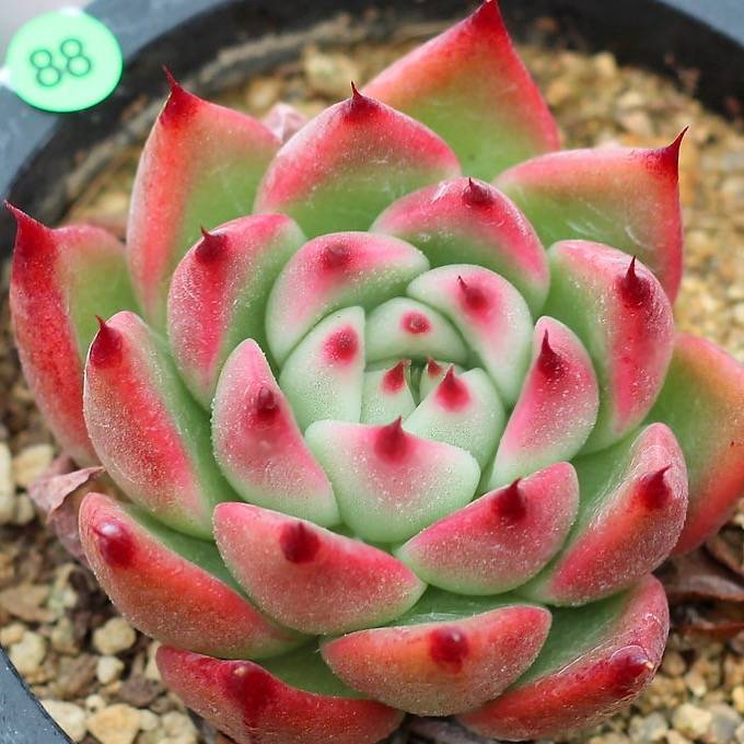 SPECIAL!! JUST CART! PRESALE Echeveria 'Rose Garnet'