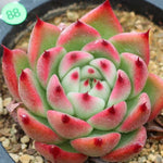SPECIAL!! JUST CART! PRESALE Echeveria 'Rose Garnet'